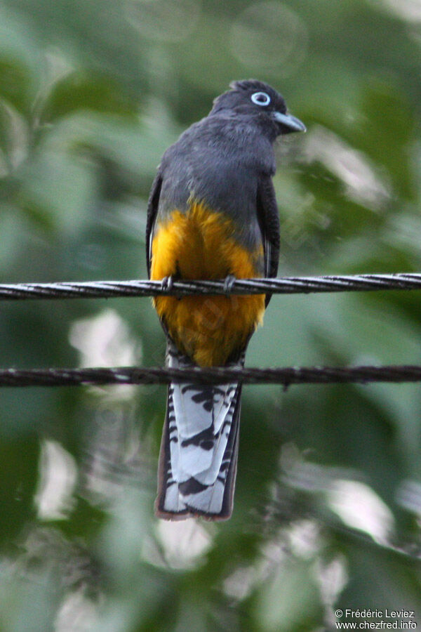 Trogon de Panama femelle adulte, identification