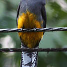 Trogon de Panama