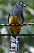 White-tailed Trogon