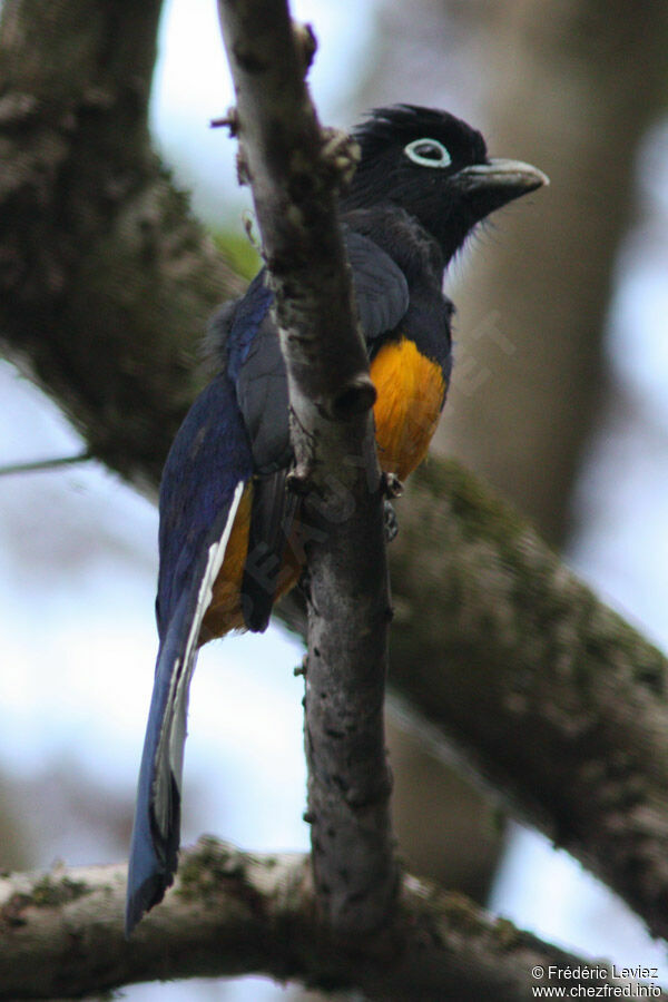 Trogon de Sclater mâle, adulte, identification
