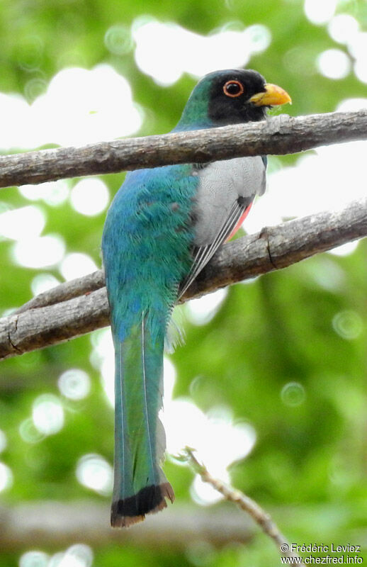 Trogon élégant mâle adulte, identification