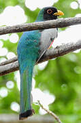 Trogon élégant