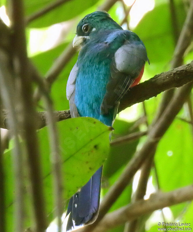 Narina Trogon male adult, identification, close-up portrait