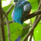 Trogon narina