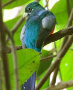 Narina Trogon