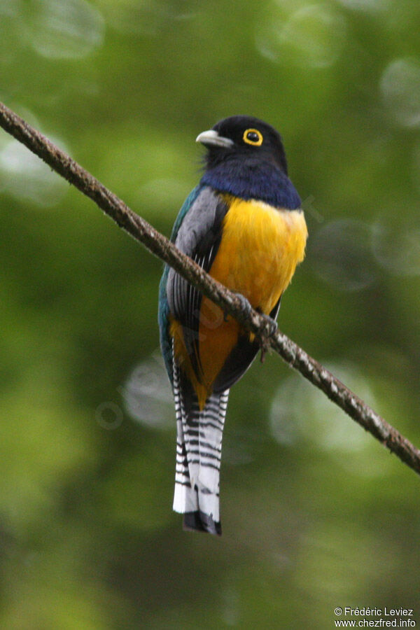 Gartered Trogon male, adult, identification