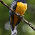 Trogon pattu