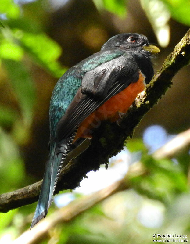 Trogon rosalba mâle adulte, identification