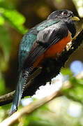 Collared Trogon