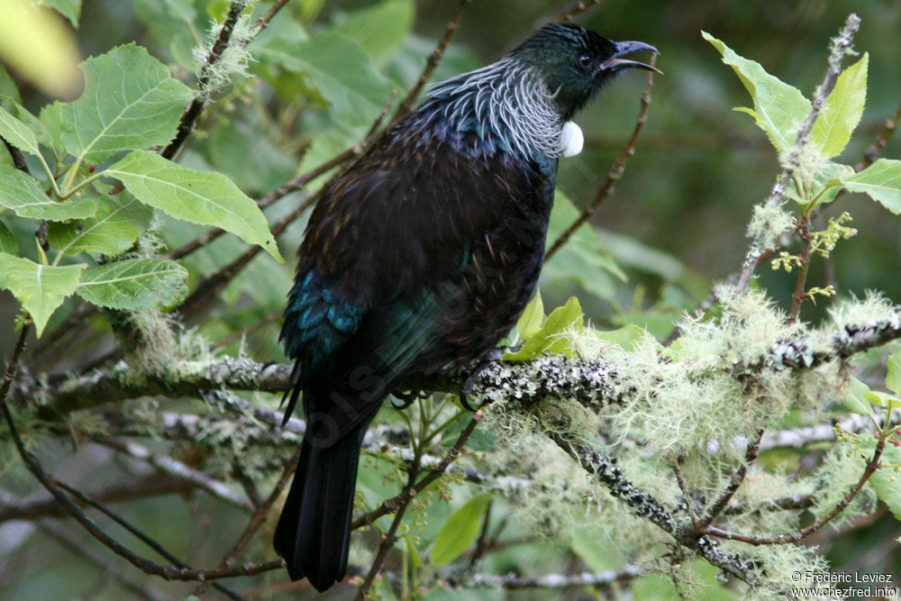 Tui cravate-friséeadulte, identification