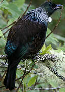 Tui