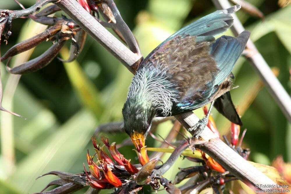 Tuiadult, identification, feeding habits