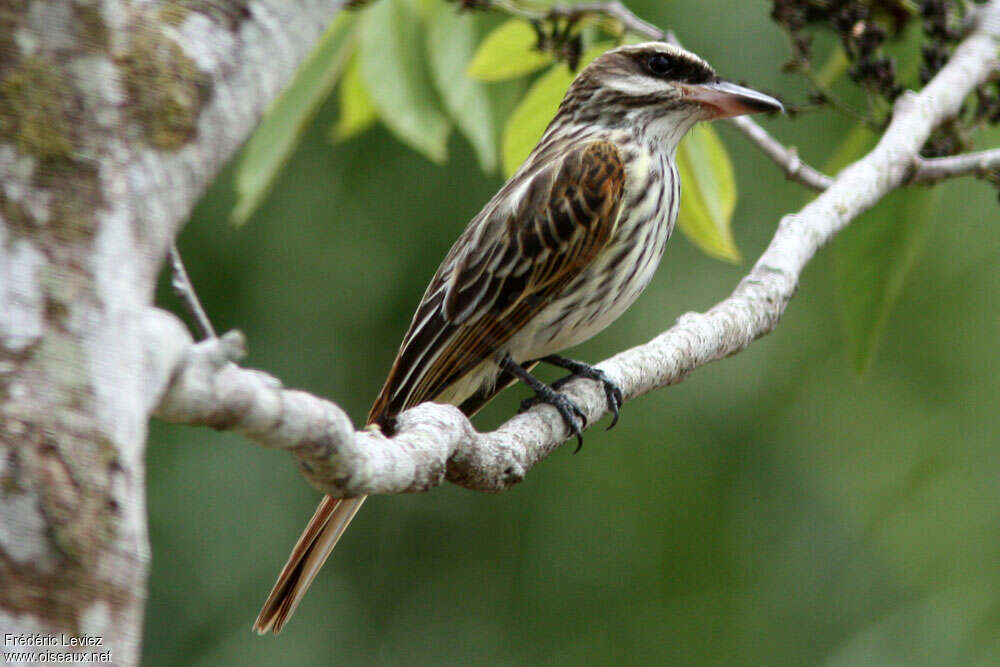 Streaked Flycatcheradult, identification