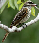 Streaked Flycatcher