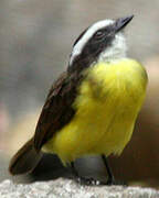 Rusty-margined Flycatcher