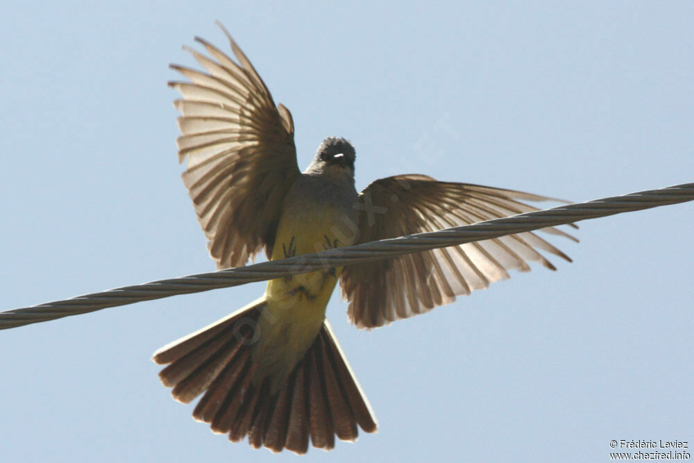 Western Kingbirdadult, Flight