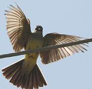 Western Kingbird