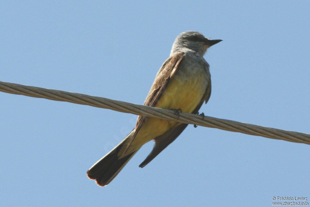 Western Kingbirdadult, identification