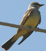 Western Kingbird