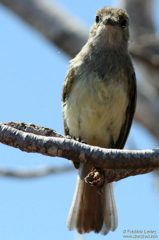 Galapagos Flycatcheradult