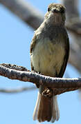 Galapagos Flycatcher