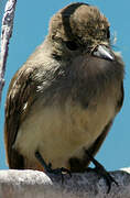 Galapagos Flycatcher