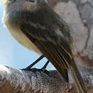 Tyran des Galapagos