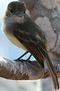 Galapagos Flycatcher