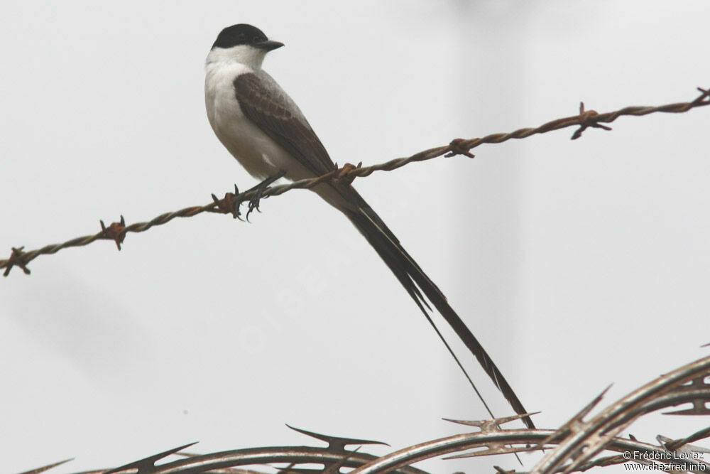 Tyran des savanesadulte, identification