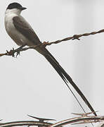 Fork-tailed Flycatcher