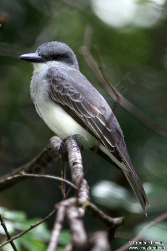 Grey Kingbird