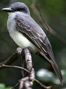 Grey Kingbird