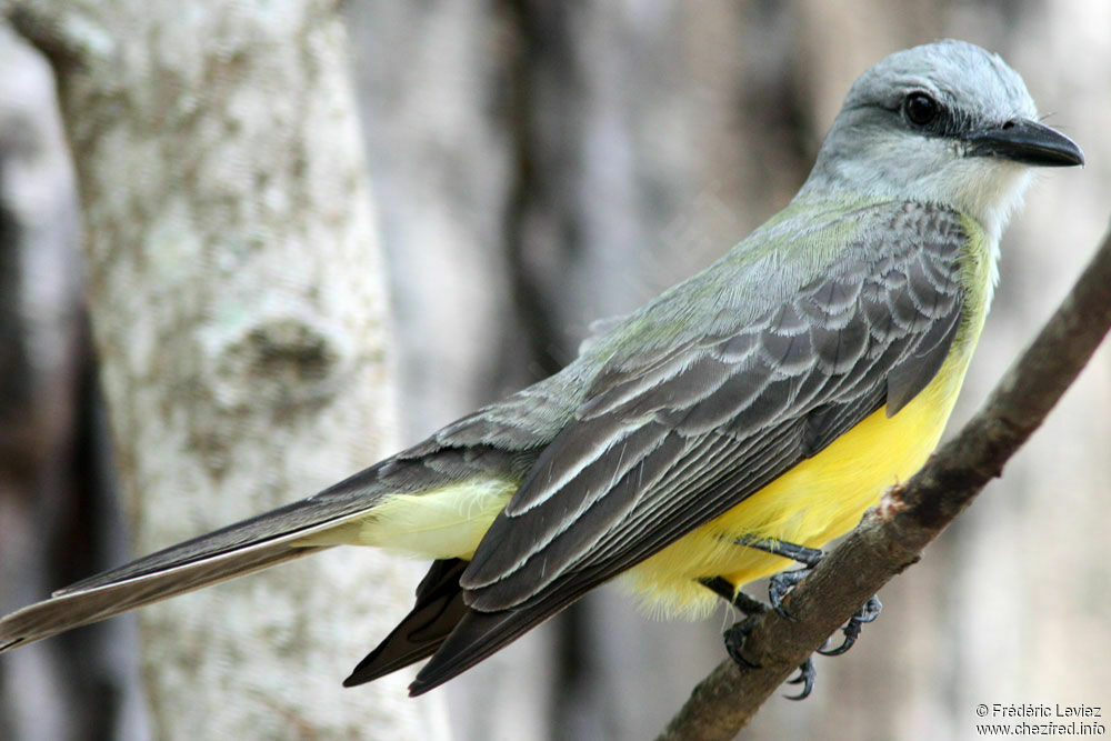 Tropical Kingbirdadult, identification