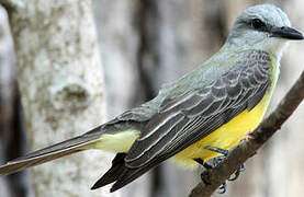 Tropical Kingbird