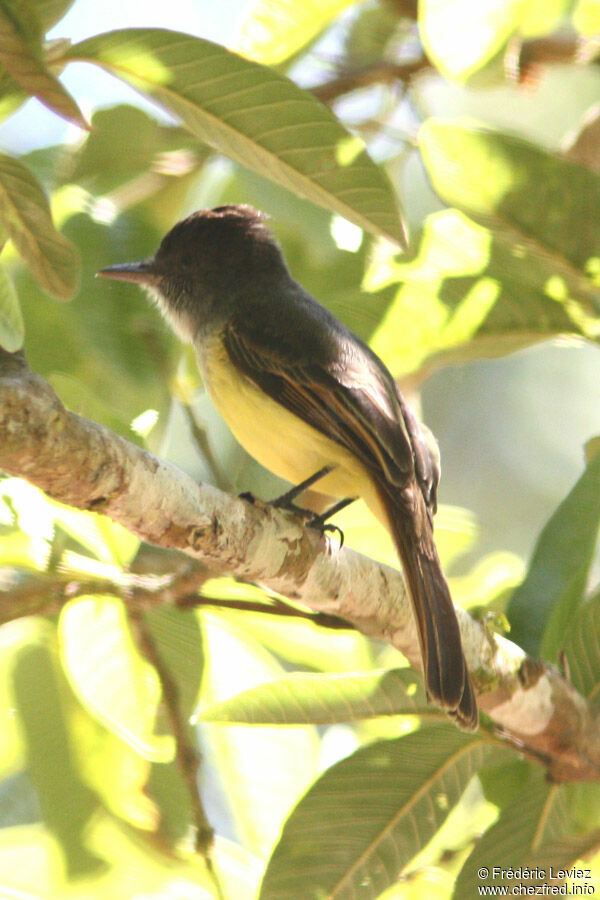 Dusky-capped Flycatcheradult, identification