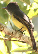 Dusky-capped Flycatcher