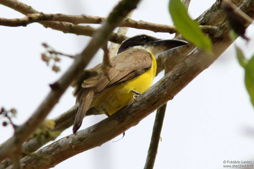 Boat-billed Flycatcheradult, identification