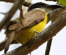 Boat-billed Flycatcher