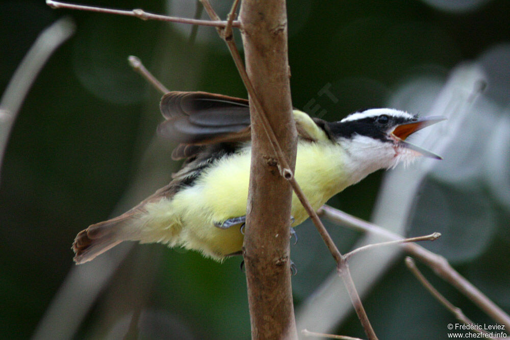 Tyran quiquivijuvénile, identification