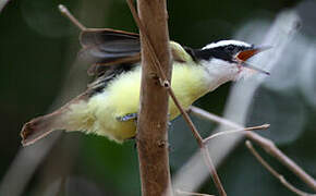 Great Kiskadee