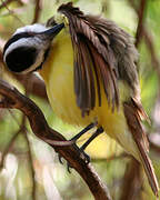 Great Kiskadee