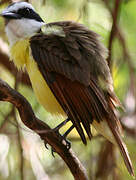 Great Kiskadee