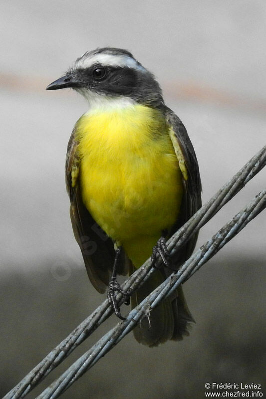 Social Flycatcheradult, identification