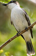 Loggerhead Kingbird