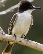 Loggerhead Kingbird