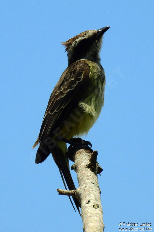 Tyran tigréadulte, identification