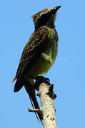 Sulphur-bellied Flycatcher