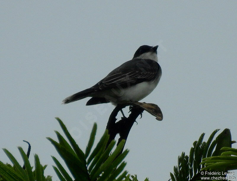 Eastern Kingbirdadult, identification