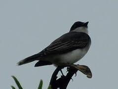 Eastern Kingbird