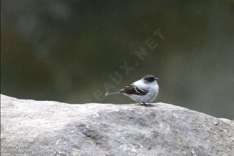 Tyranneau des torrentsadulte, identification